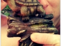 Bekanntschaft im Wald mit einer Schildkröte